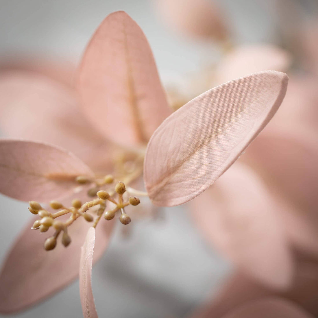 Soft Smoky Eucalyptus