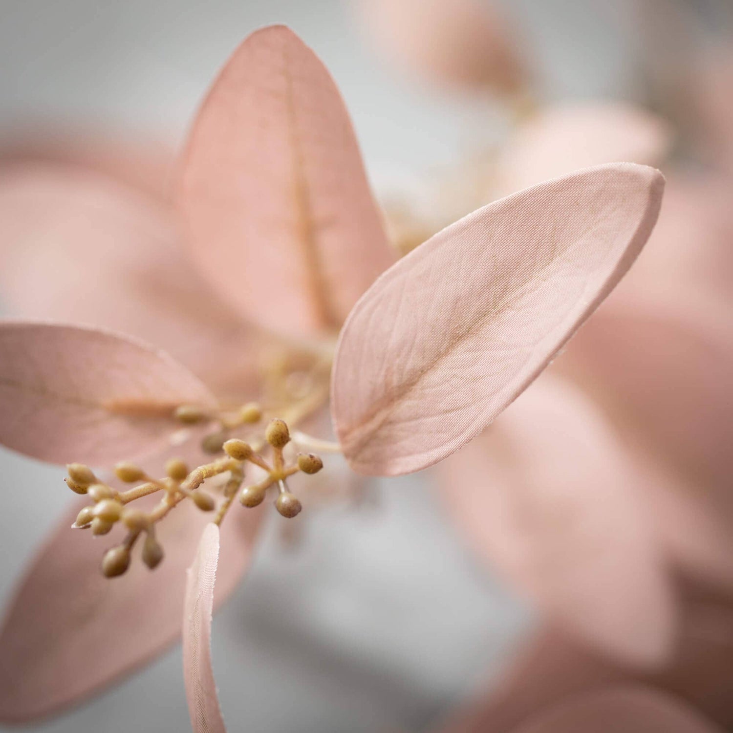 Soft Smoky Eucalyptus