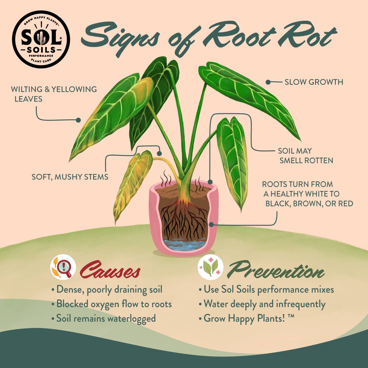 Soil (2Qt) Succulent Gritty Mix