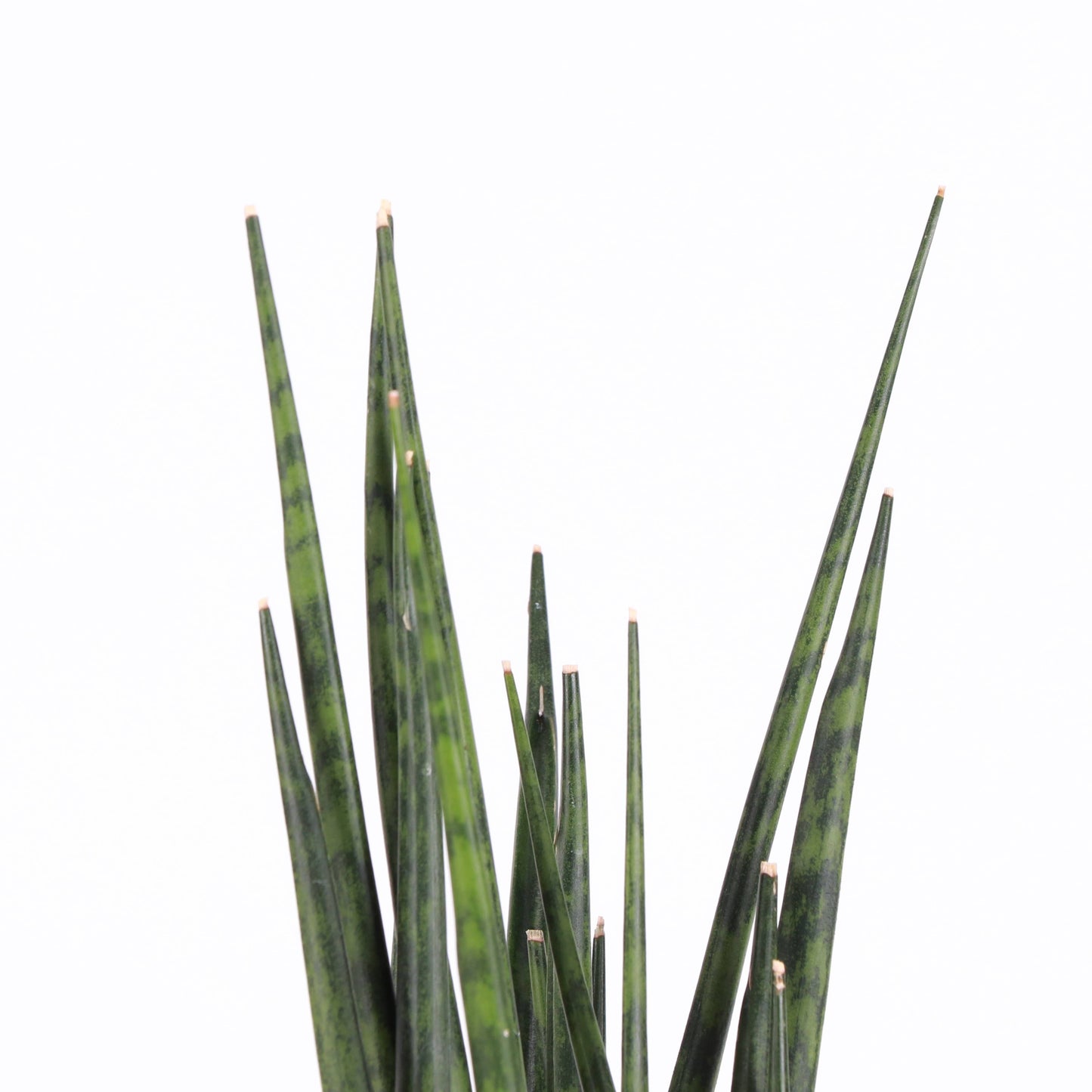 Sansevieria Fernwood