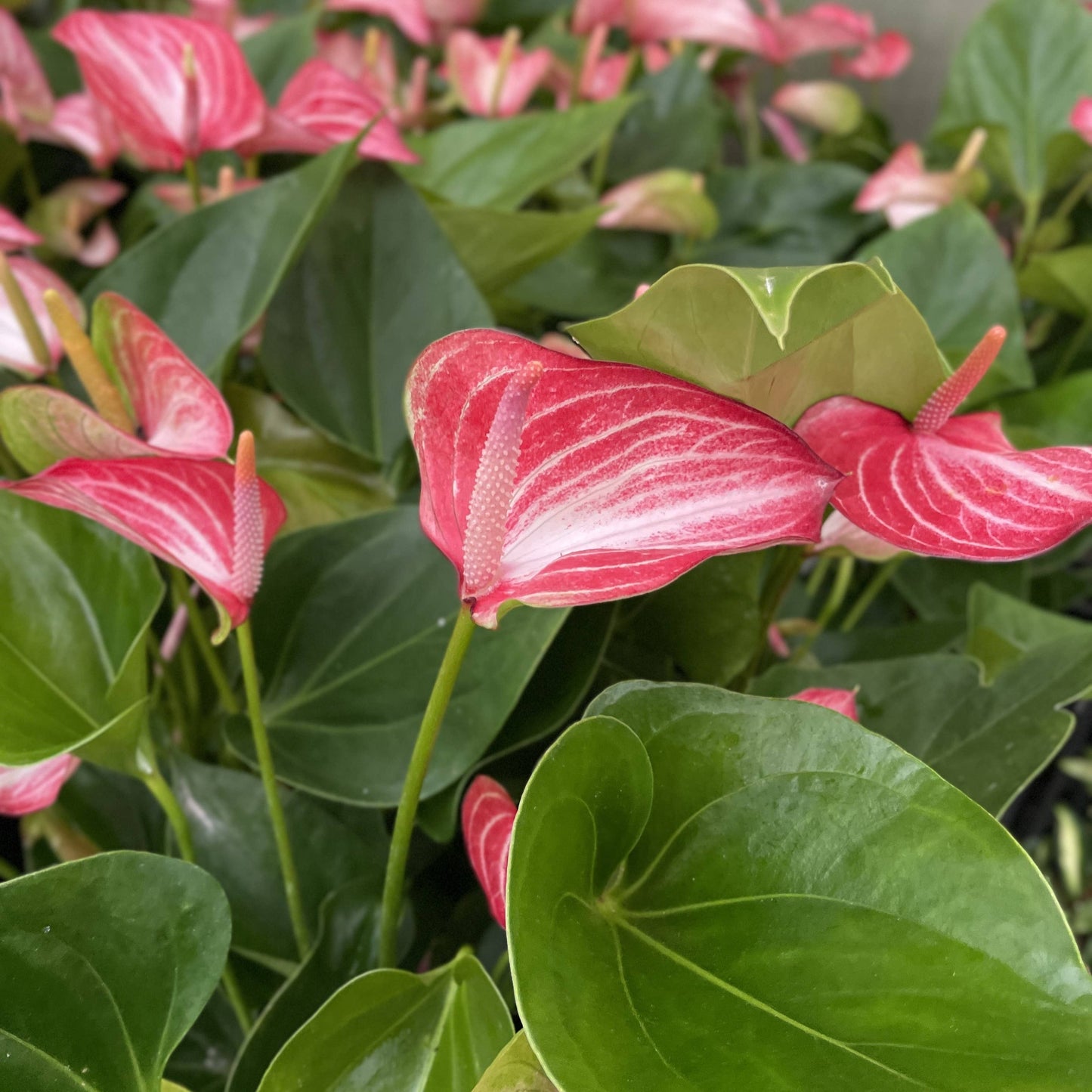 Candy Cane Anthurium