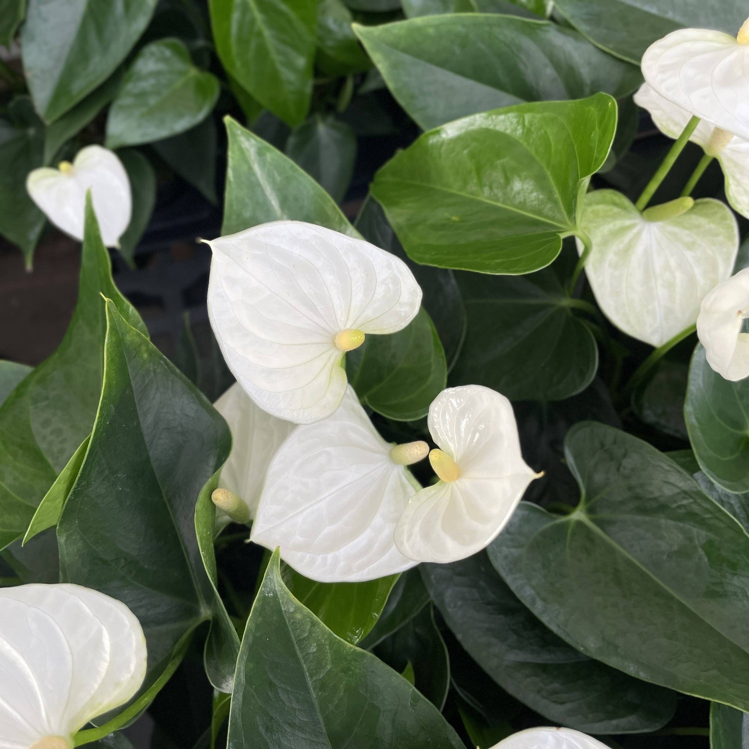 White Anthurium
