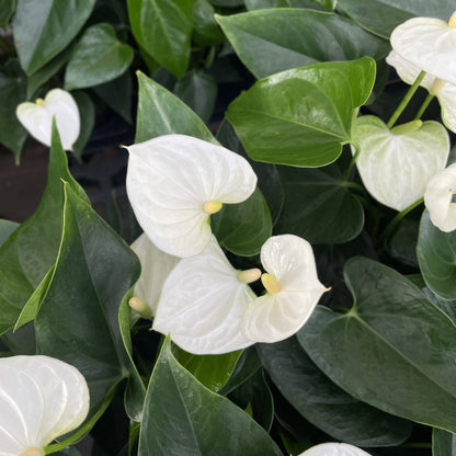 White Anthurium