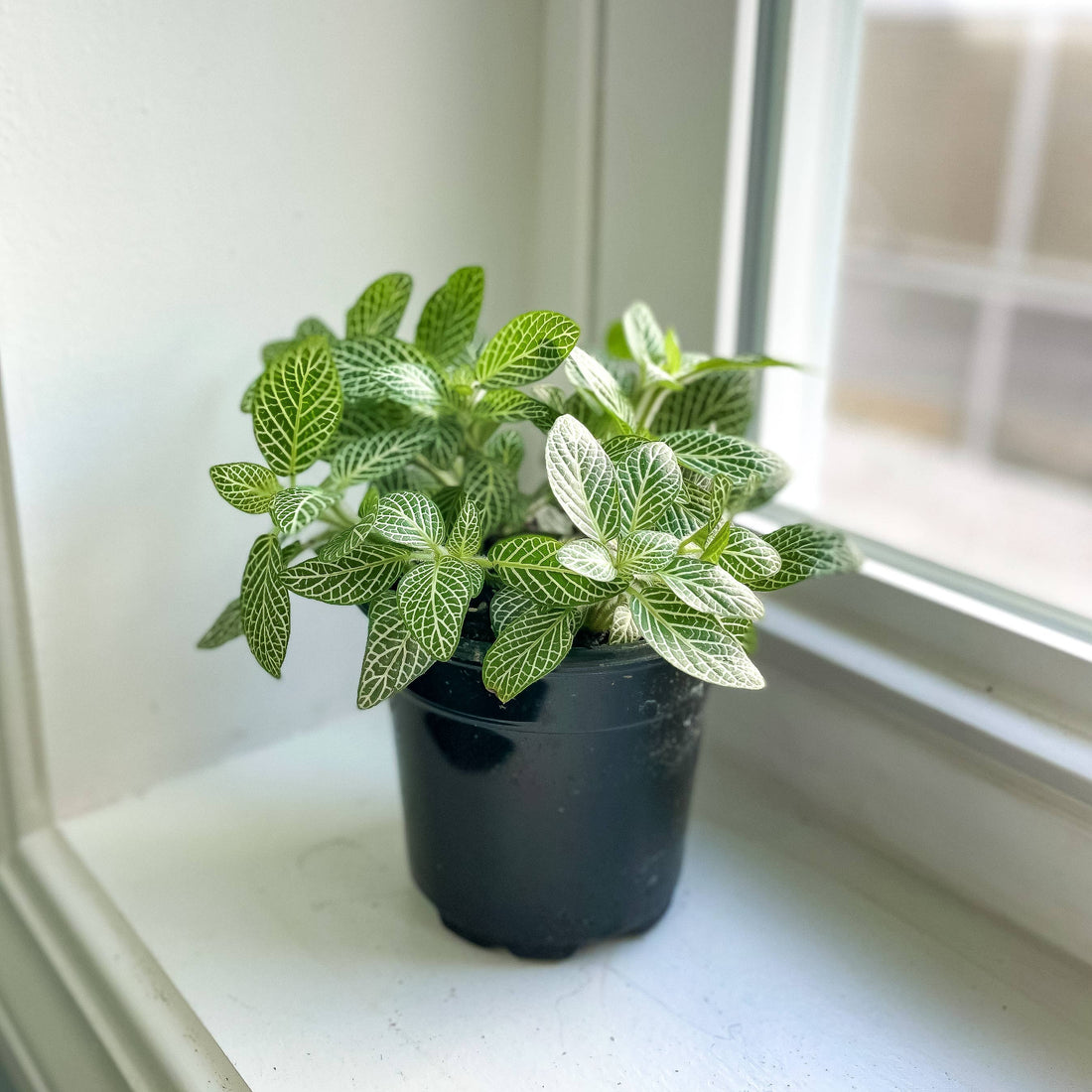White Fittonia Nerve Plant