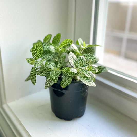White Fittonia Nerve Plant