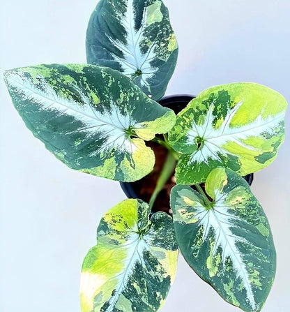 Syngonium Scrambled Eggs