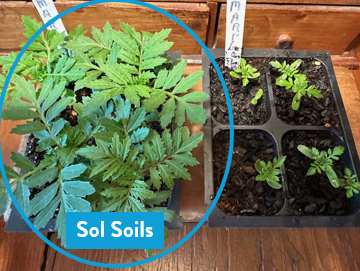 Soil (1Gal) Seedling &amp; Propagation Mix