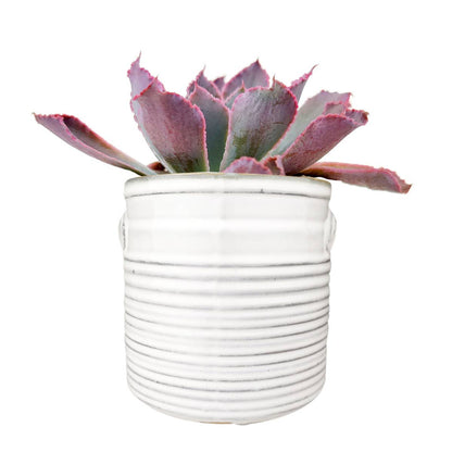 White Ribbed Ceramic Pot