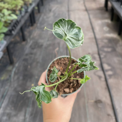 Alocasia Teletubbie Plant