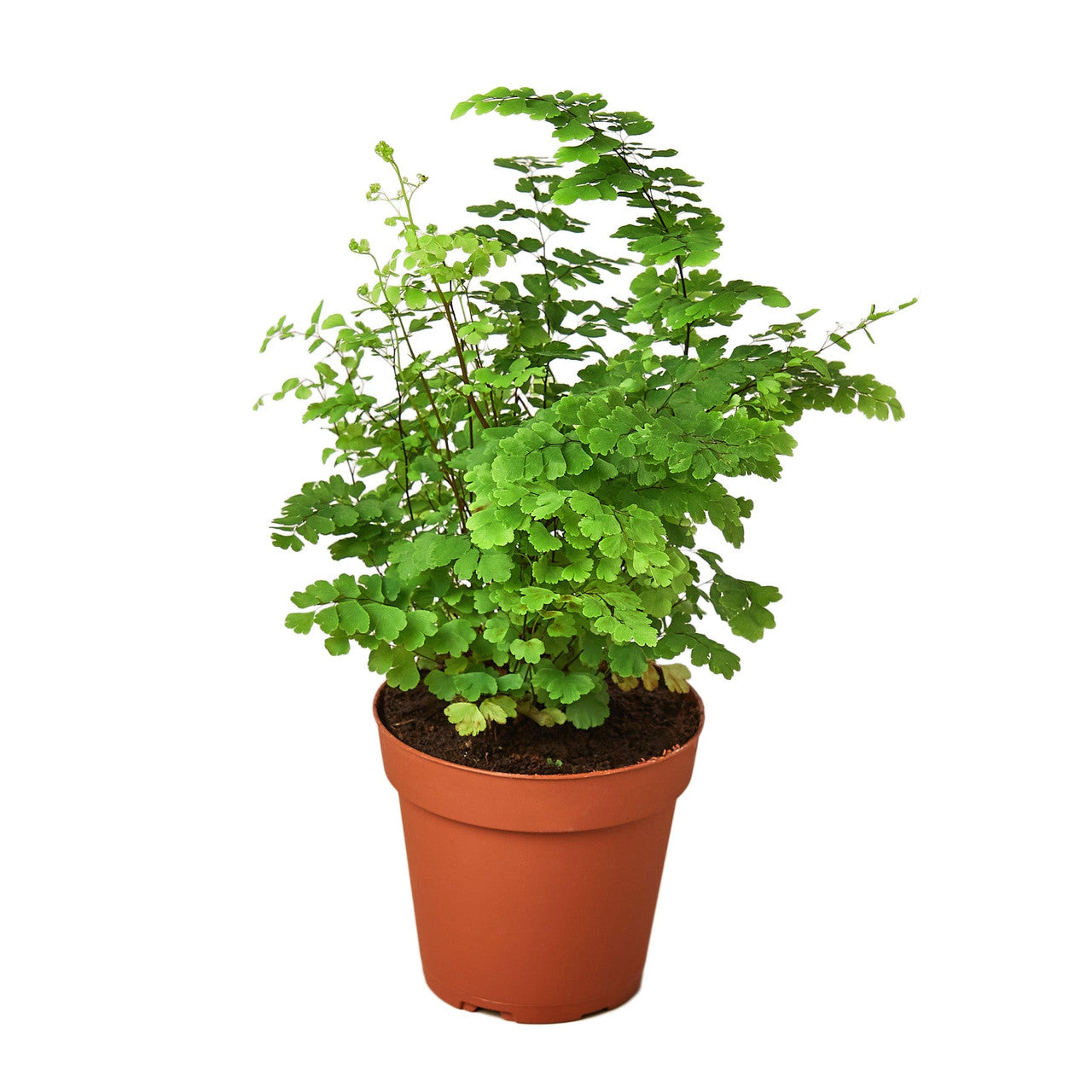 6" Rosy Maidenhair Fern