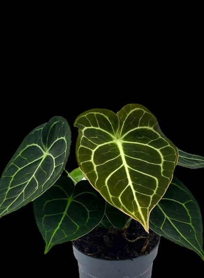 Anthurium Clarinevium ‘Dark Form’