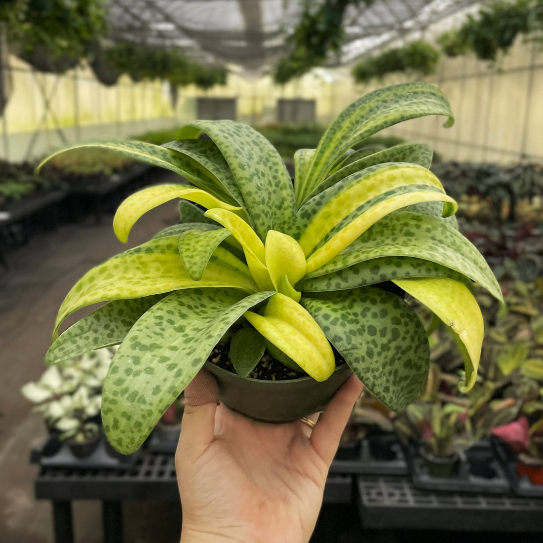 Variegated Resnova Humifusa