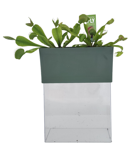 Flytraps Seed Square Terrarium