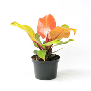 Autumn Philodendron
