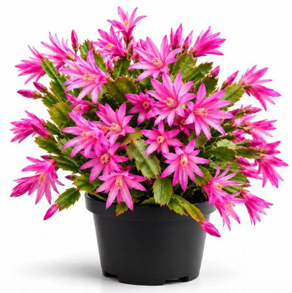 6" Spring Cactus