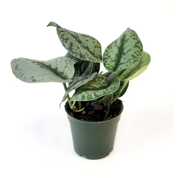 6" Silver Satin Pothos Hanging Basket