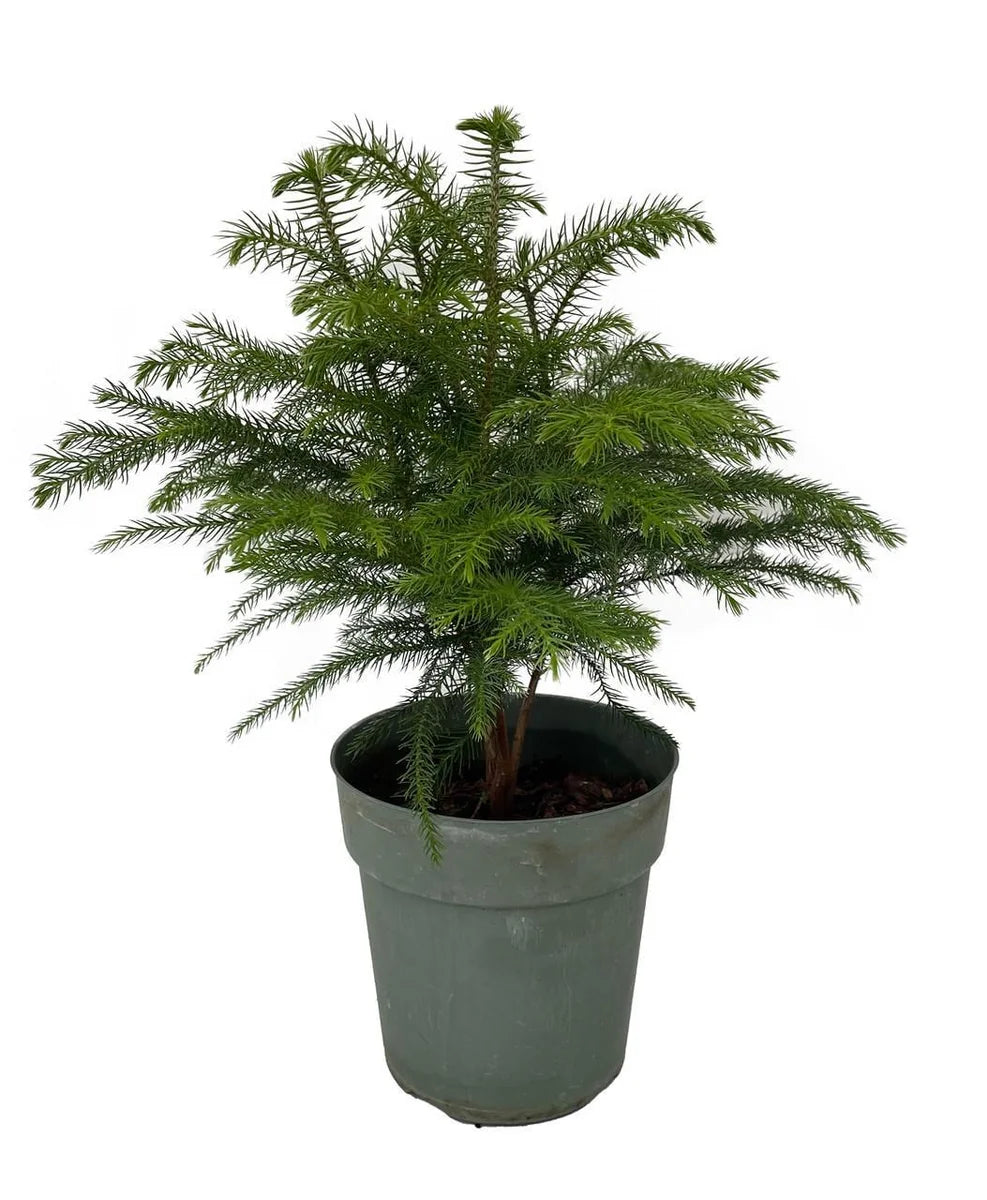 6" Norfolk Island Pine