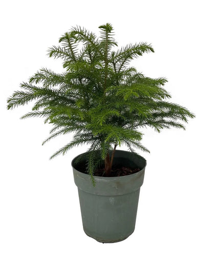 6" Norfolk Island Pine