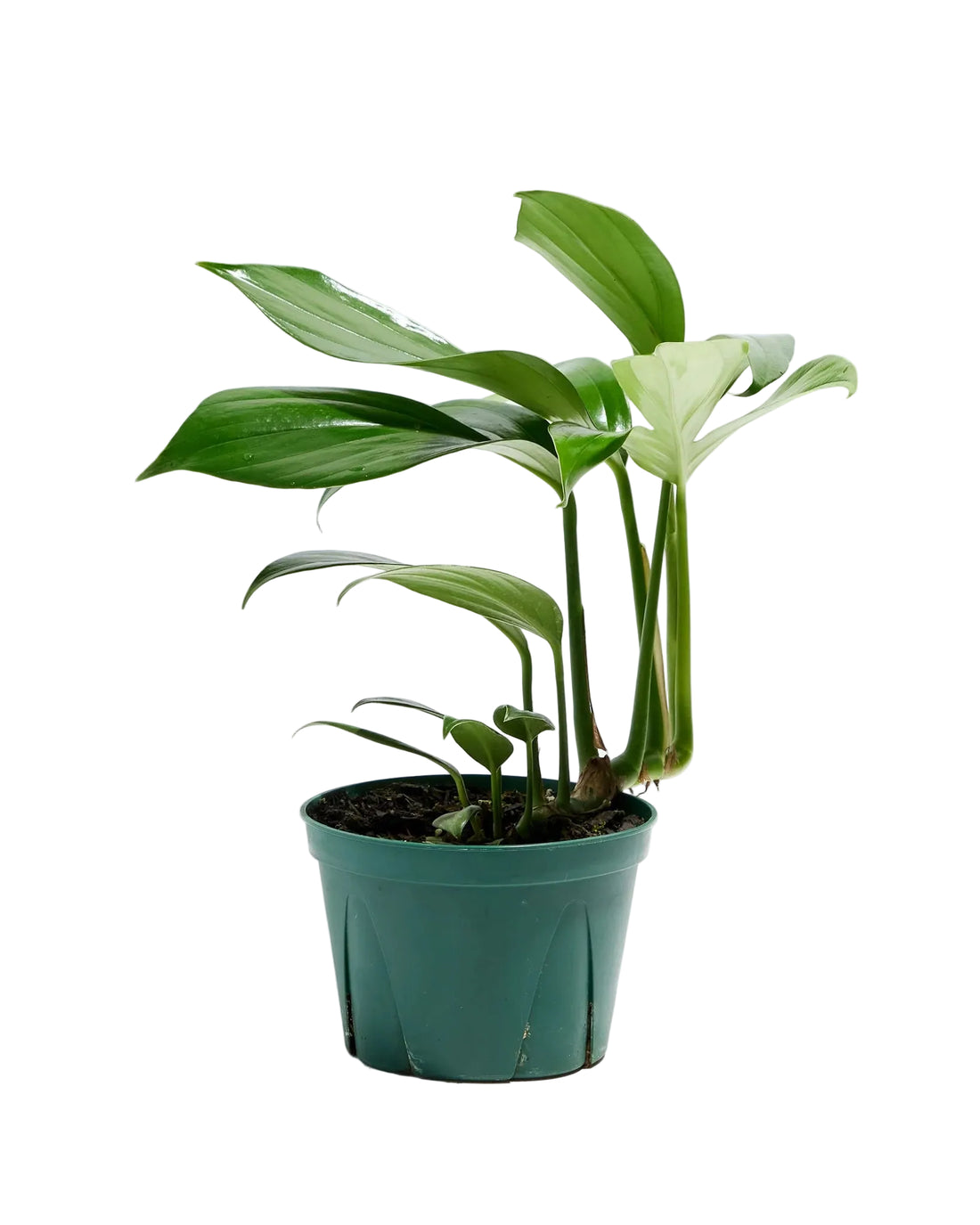 Philodendron &