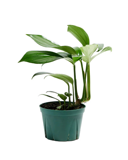 Philodendron &