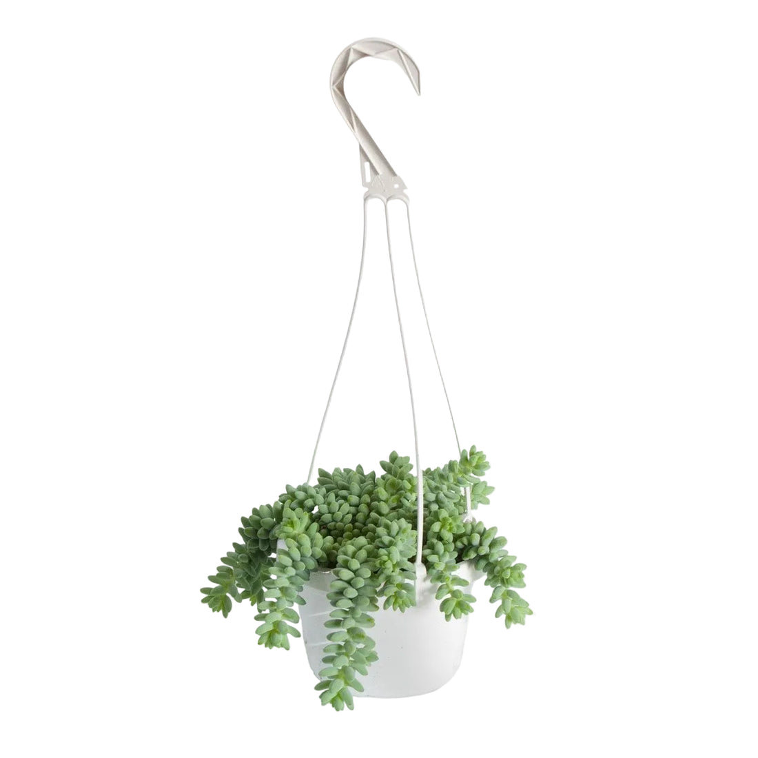 Burro Tail 8" Hanging Basket