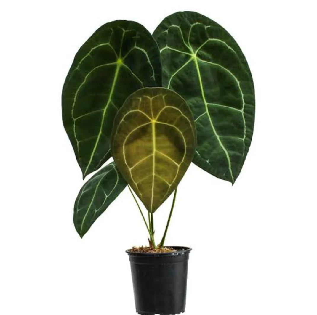 Anthurium Clarinevium ‘Dark Form’