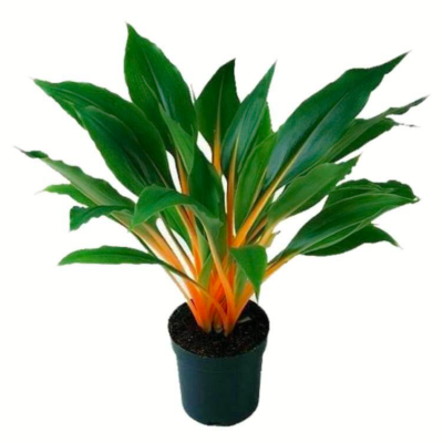 Spider Plant &