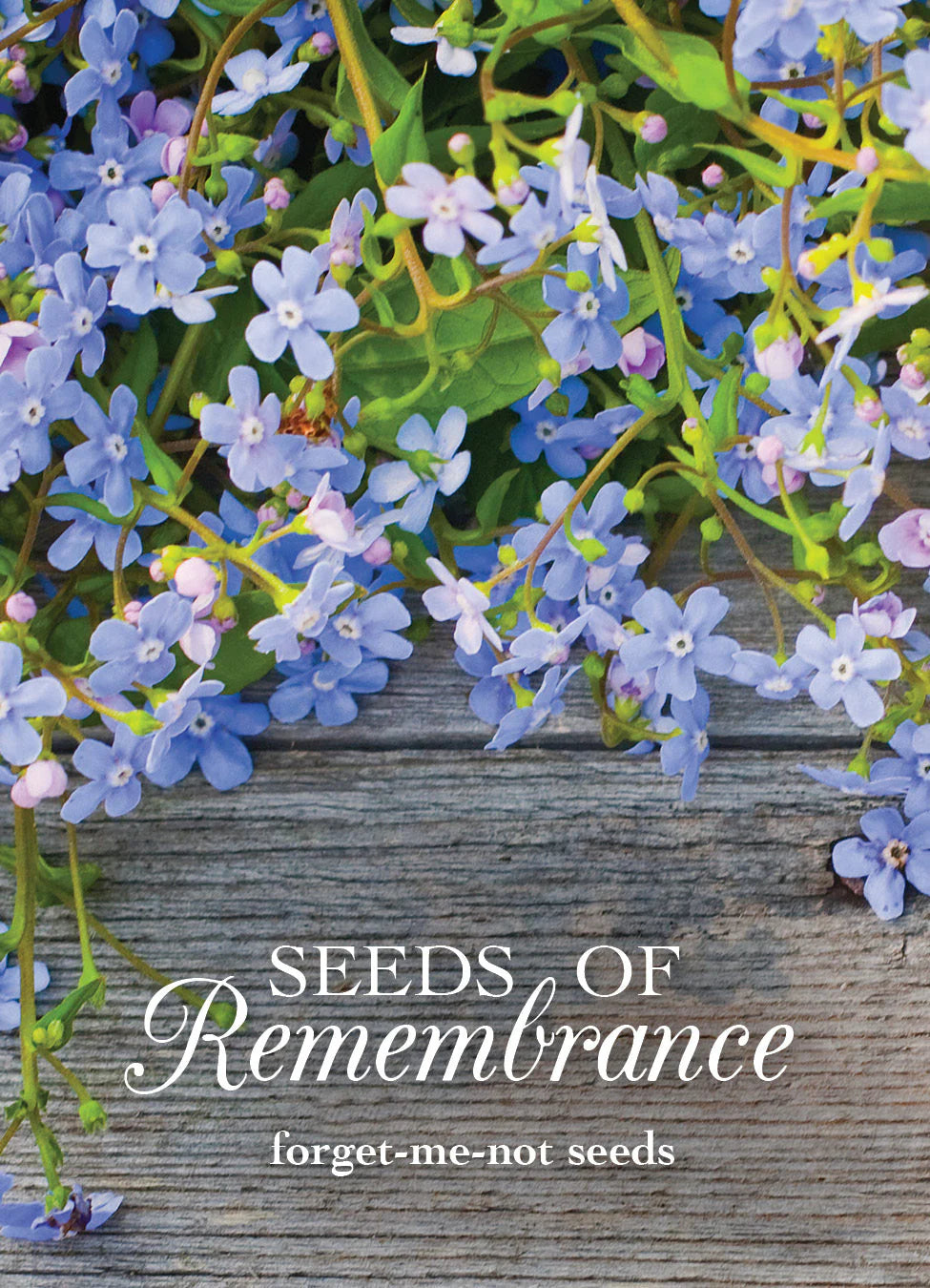 Seed Packet Cards